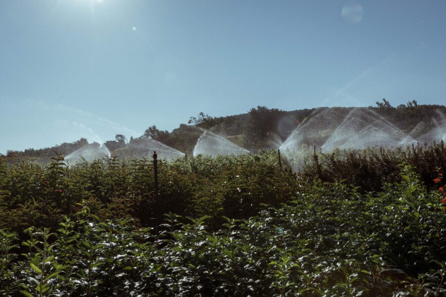 T1 A9777 kramer und kramer garten katsey