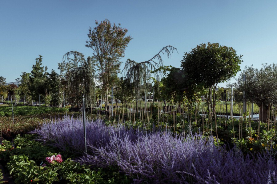 T1 A9830 kramer und kramer garten katsey