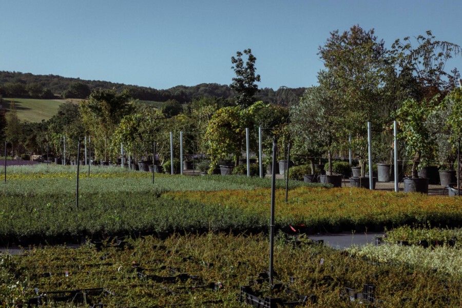 T1 A9882 kramer und kramer garten katsey