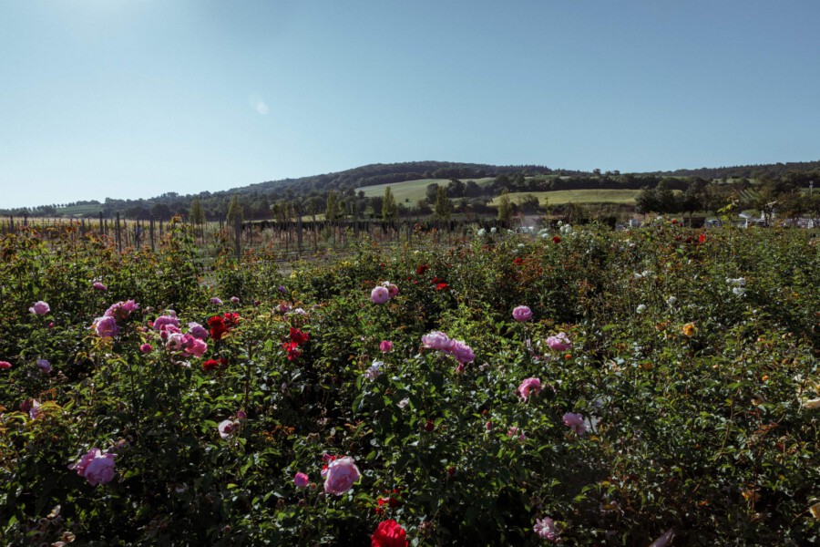 T1 A9916 kramer und kramer garten katsey