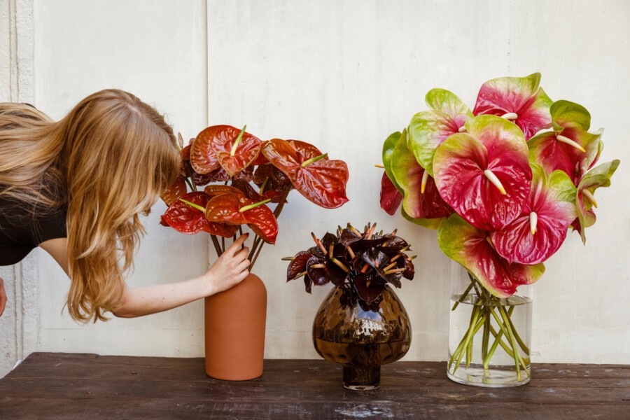 T1 A2128 kramer und kramer gartenkatsey