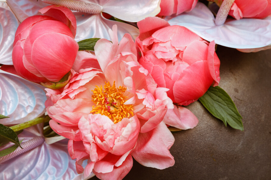 T1 A8081 kramerundkramer gartenkatsey