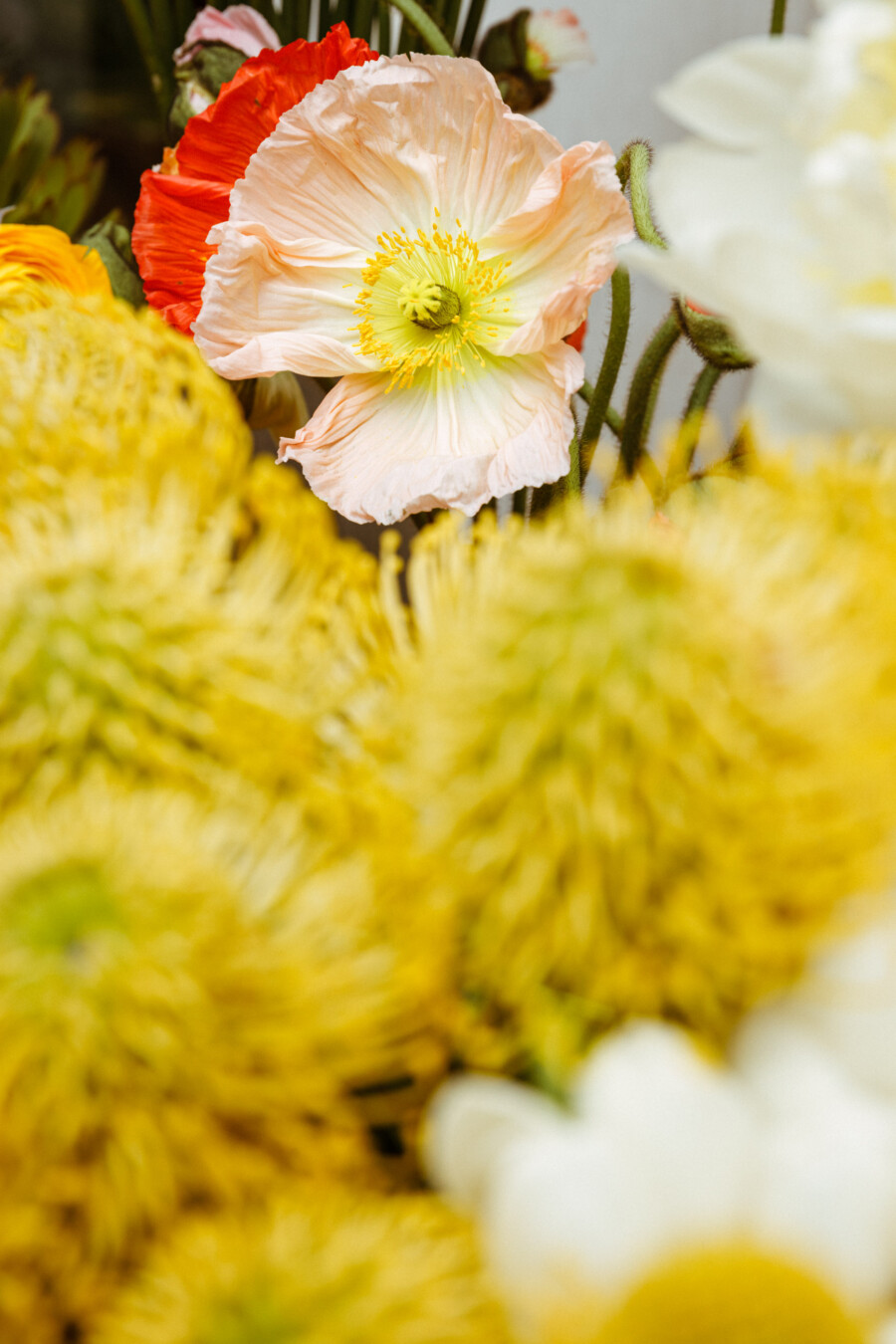 T1 A8291 kramerundkramer gartenkatsey