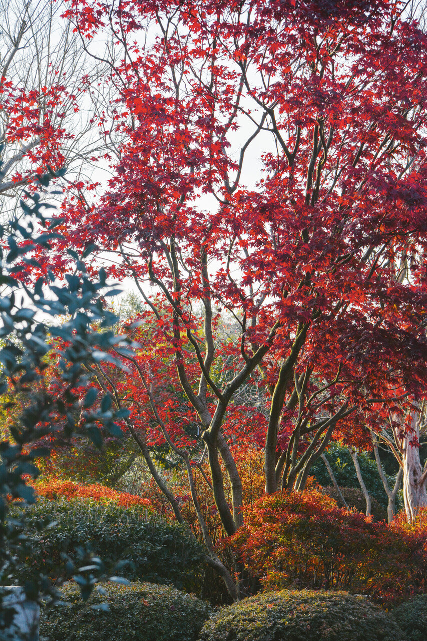 67 Acerpalmatum Bloodgood