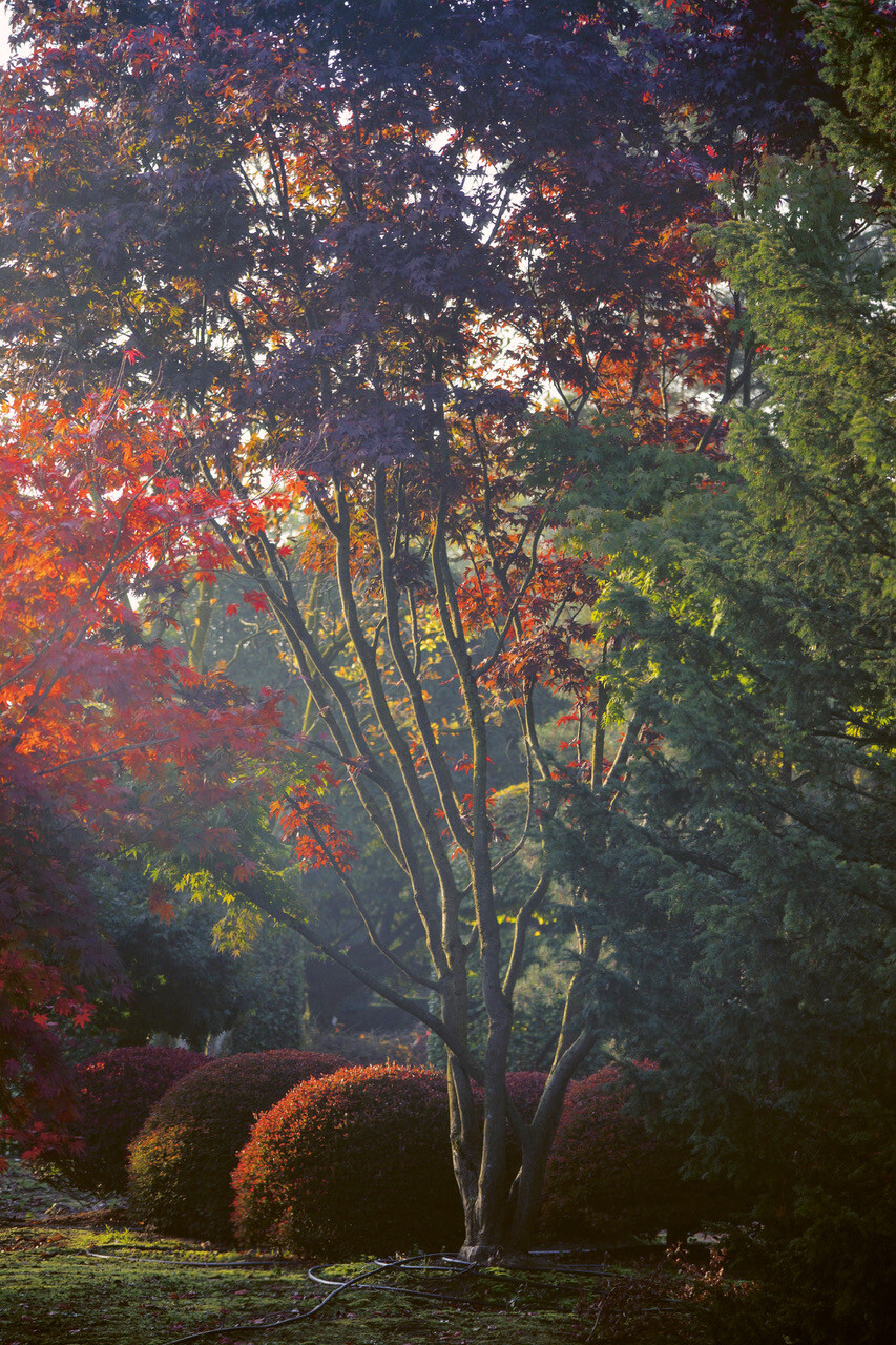 95 Acer palmatum Atropurpureum