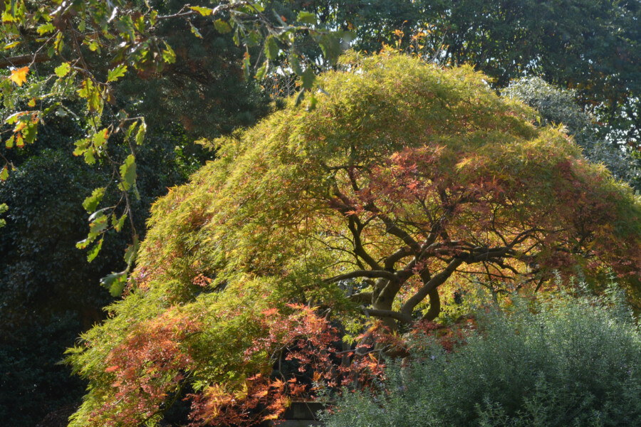 Acer palmatum Dissectum