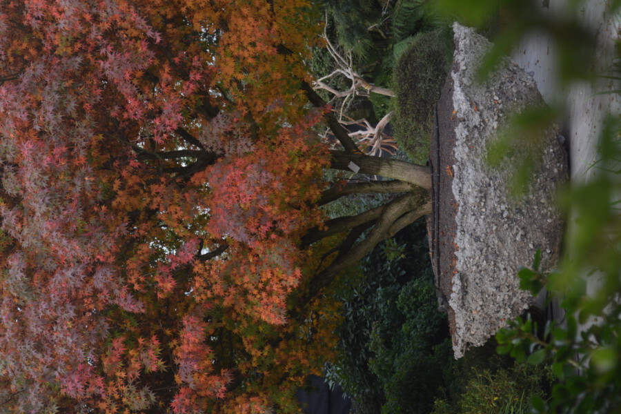 Acer palmatum