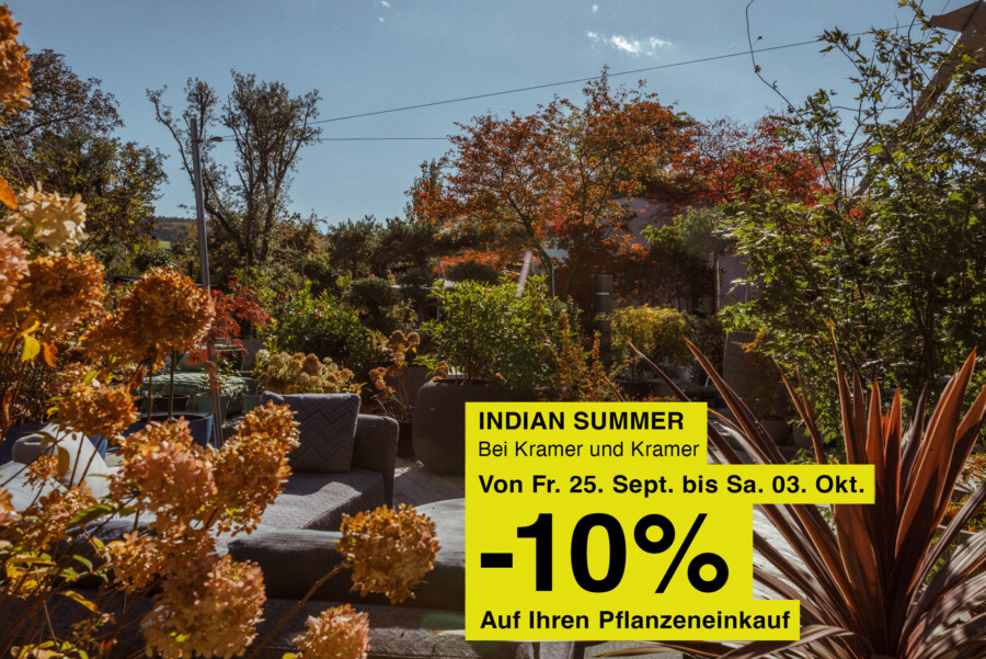 Gartenlounge mit Hydrangea sp. (Hortensia), spitzblättrige Cordyline rechts, großes gelbes Werbeschild: Indian Summer, -10%