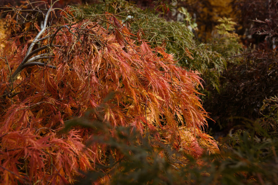Close-up of a maple tree with vivid red and orange leaves, thin drooping branches creating a rich autumn tapestry.