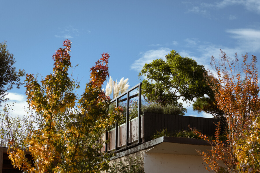 Rooftop garden with a black metal railing and planters, autumn trees with orange leaves, white pampas grass, and a bright blue sky.