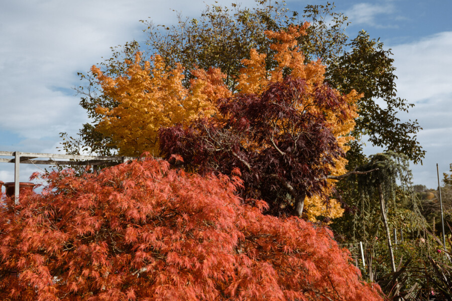 Autumn garden with orange-yellow trees, a dark purple-leaved shrub, and bright red foliage under a blue sky.