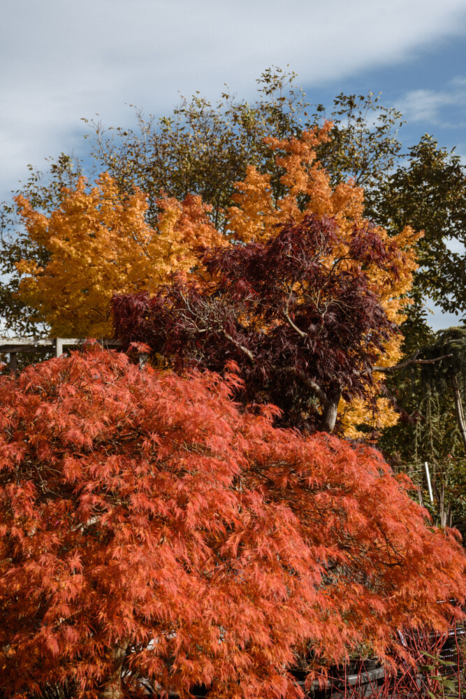 Vibrant autumn trees with red, orange, and purple foliage against a clear blue sky.
