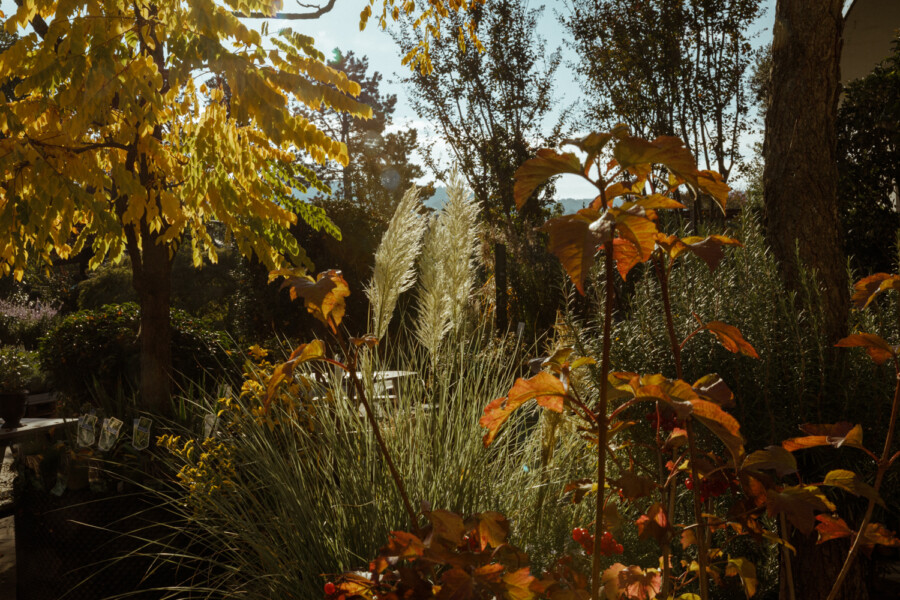 Sunlit garden scene with a yellow-leaved tree on the left, orange foliage on the right, and tall ornamental grasses in the center.