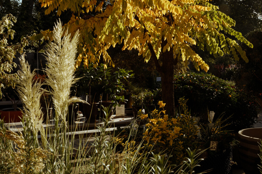 Sunlit garden scene with tall feathery grasses in the foreground, a tree with golden leaves overhead, and various shrubs.