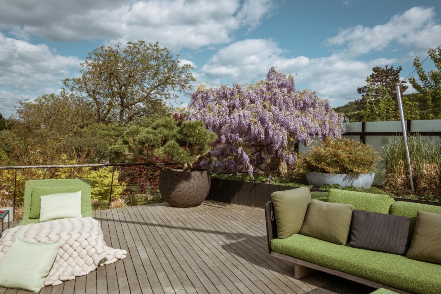 Garten-Terrasse mit blühender Wisteria sinensis am hölzernen Deck, grüne Gartenmöbel und große Pflanzkübel.