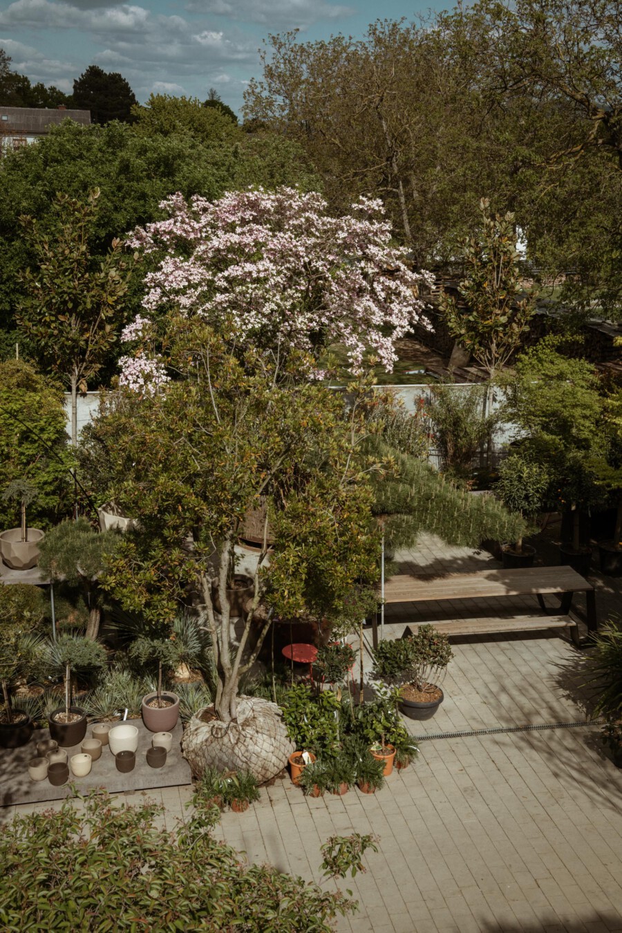 Gartenlandschaft mit vielen Topfpflanzen; zentraler Prunus serrulata-Blütenbaum (rosa); umliegende Pflanzkübel, Agave sp. und weitere Gehölze.