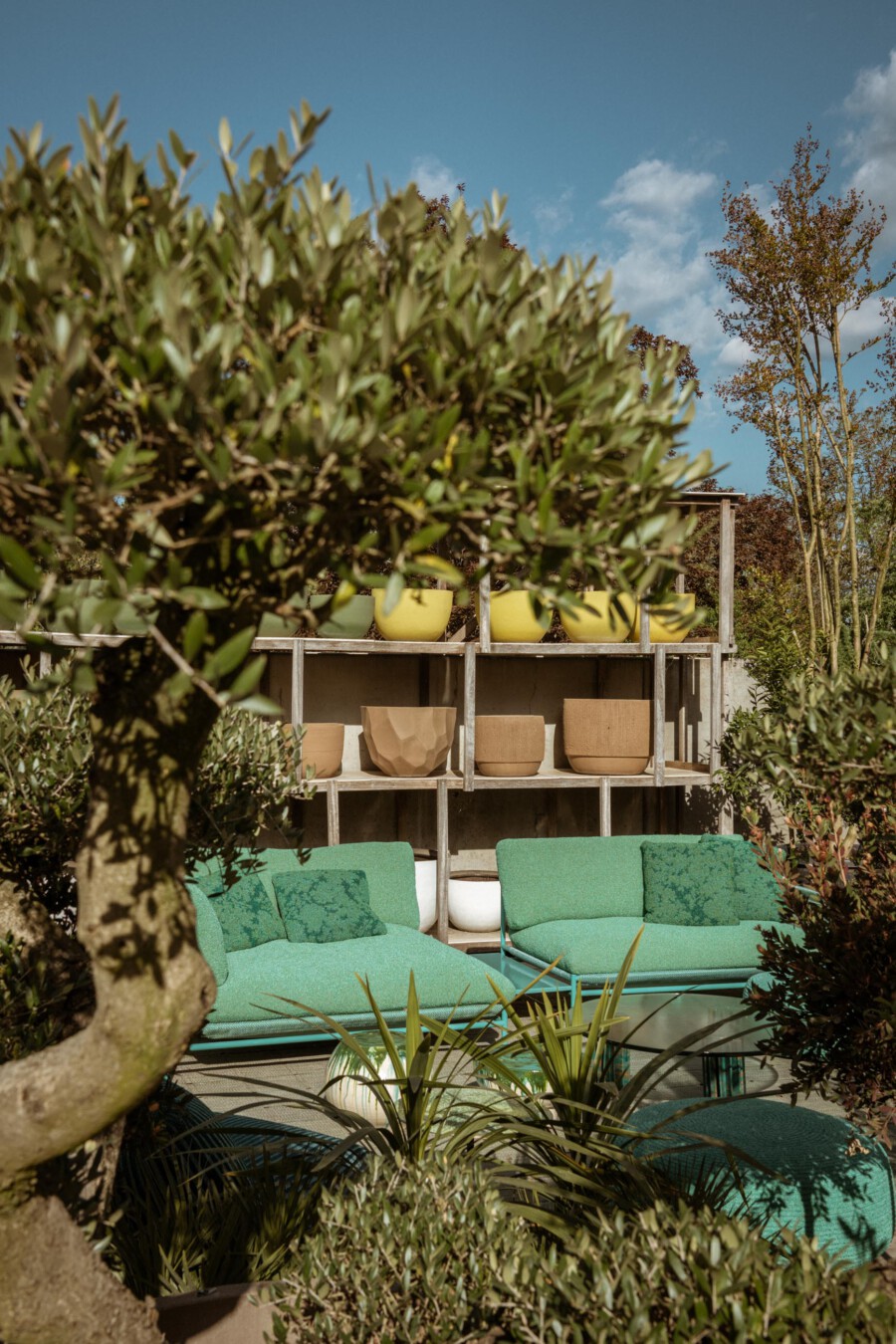 Olea europaea (Olivenbaum) in gelben Töpfen auf einer Holzkonstruktion; grüne Lounge-Sessel im Garten.